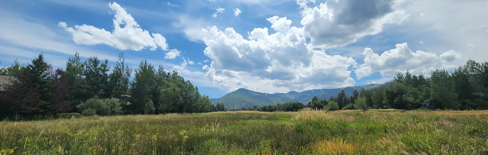 Photo of a grassy field with some yellow flowers. Mountains and trees can be seen in the distance.