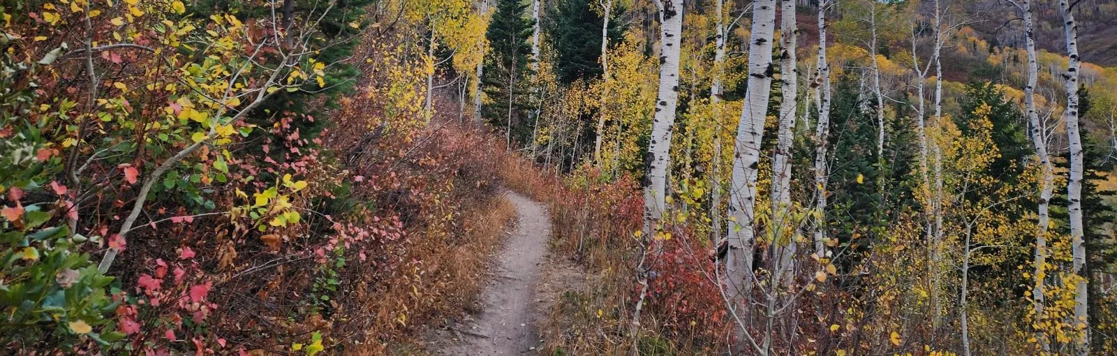 Autumn woodland path with colorful foliage and slender aspens.