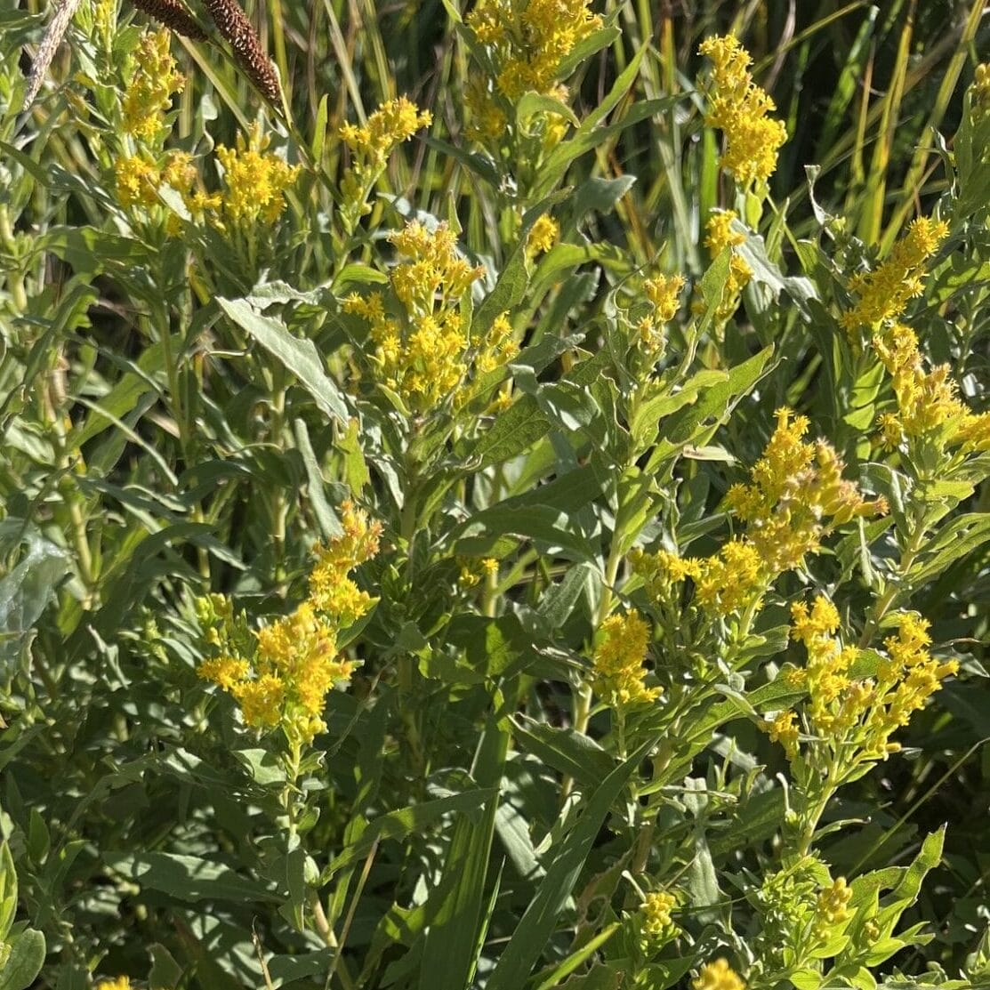 Goldenrod