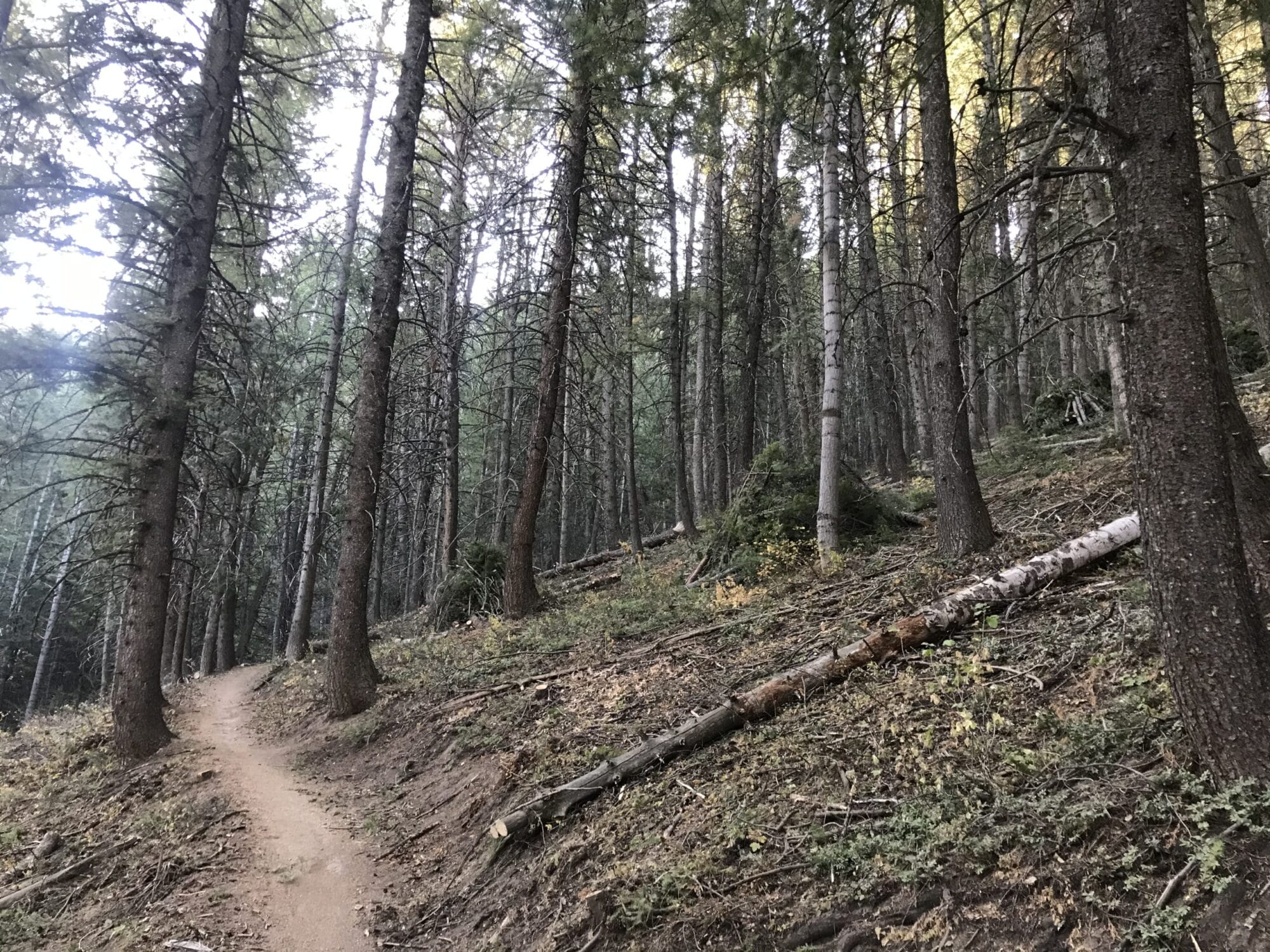 bike trail in forest