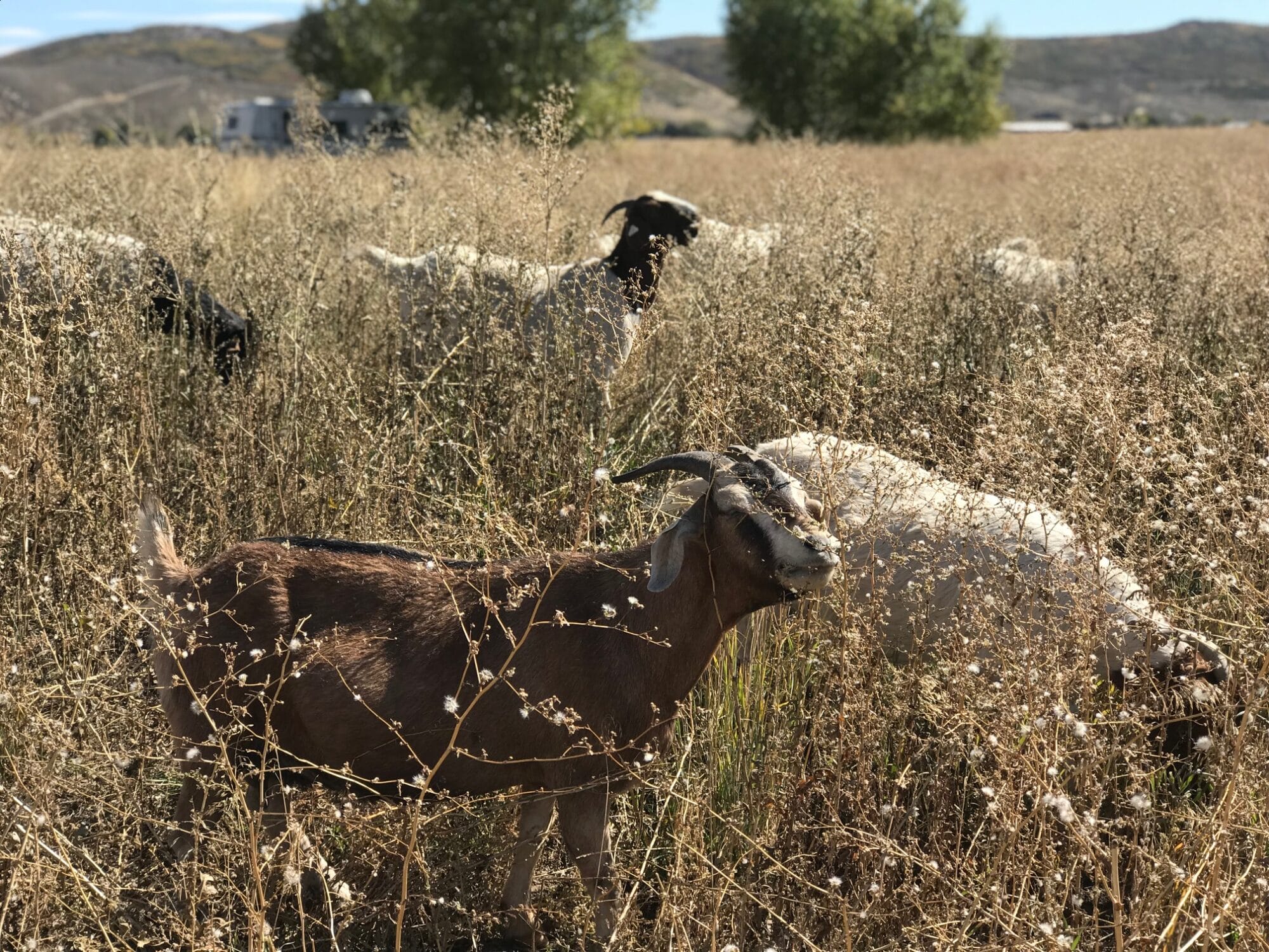 Goats grazing in a field