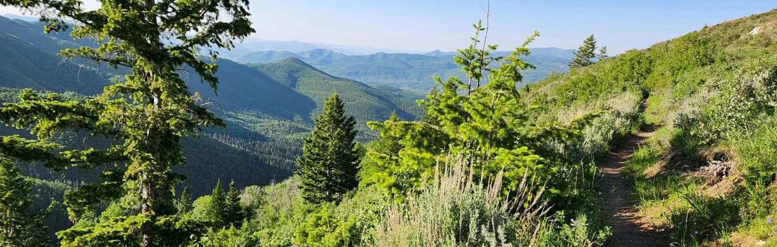 A mountain landscape with pine trees, a dirt trail, and distant rolling hills under a blue sky.