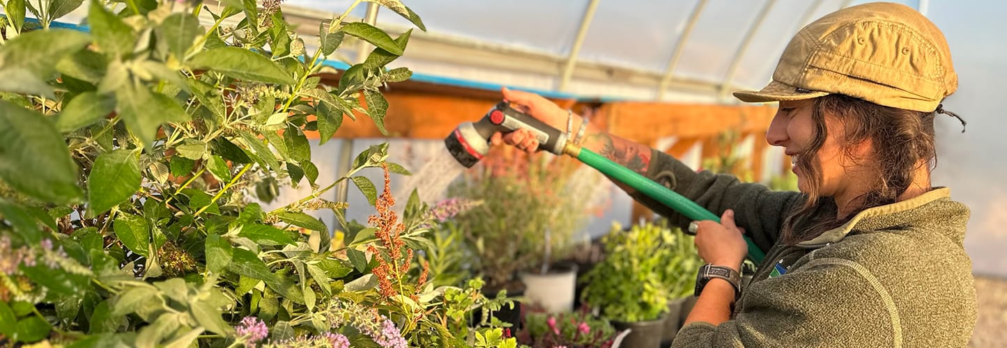 A person in a greenhouse watering plants with a hose.