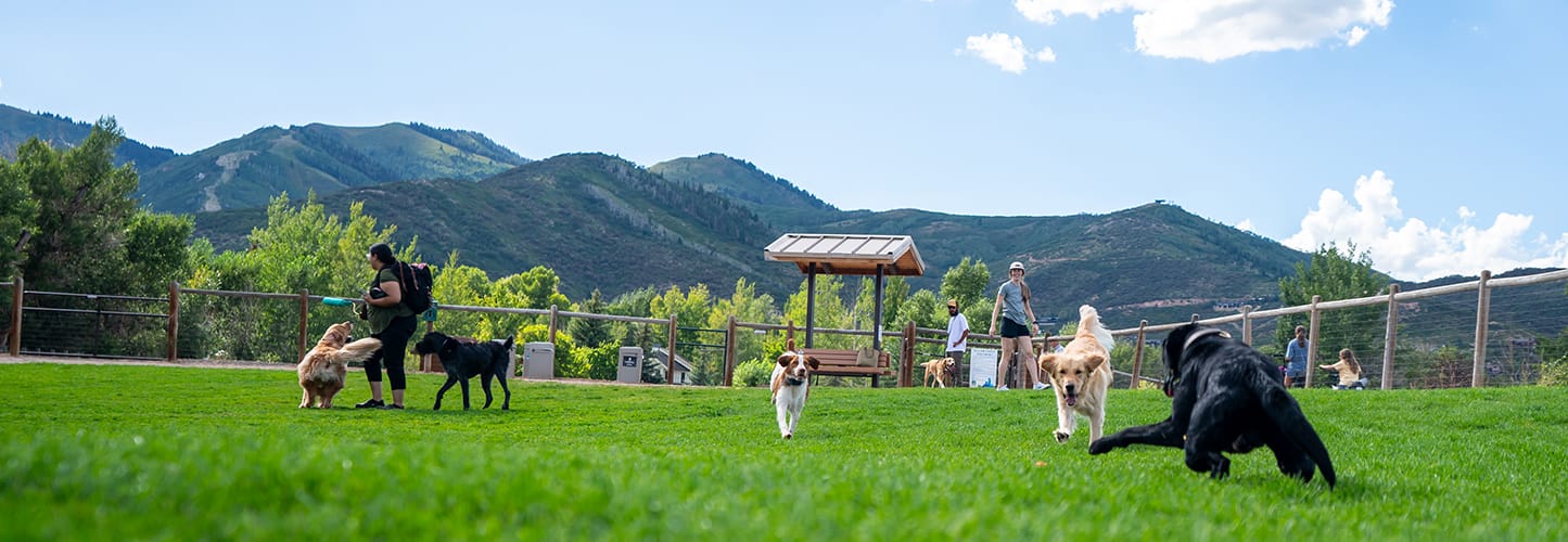 Dogs playing in a grassy park with mountains in the background.