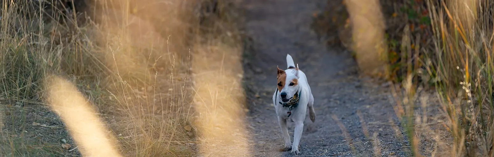 A small white and brown dog walks on a dirt path amidst tall dry grass.