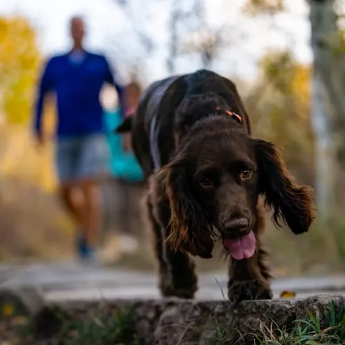 A brown dog walking with its owner on a trail