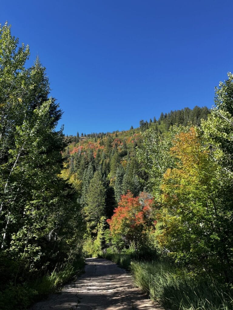 Road through mountainous woods in the fall.