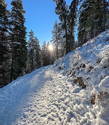 Snowy forest trail with sun shining through tall evergreens.