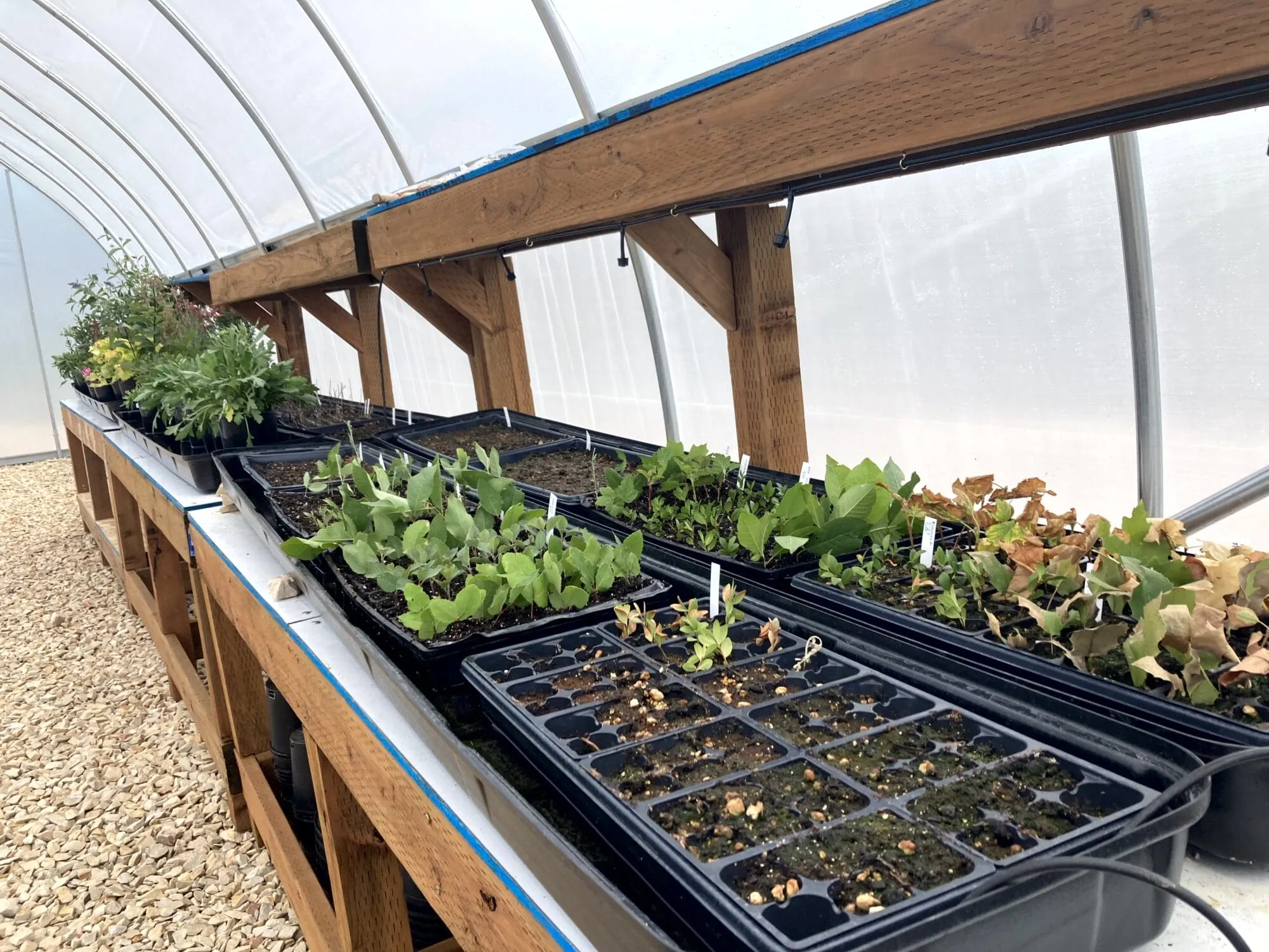 Open space greenhouse native plants