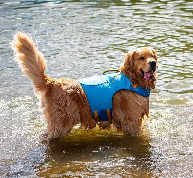 Golden retriever in a blue life vest standing in shallow water.