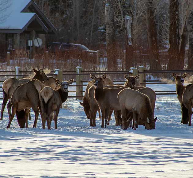 A herd of elk standing in a snowy field with a wooden fence and house in the background.