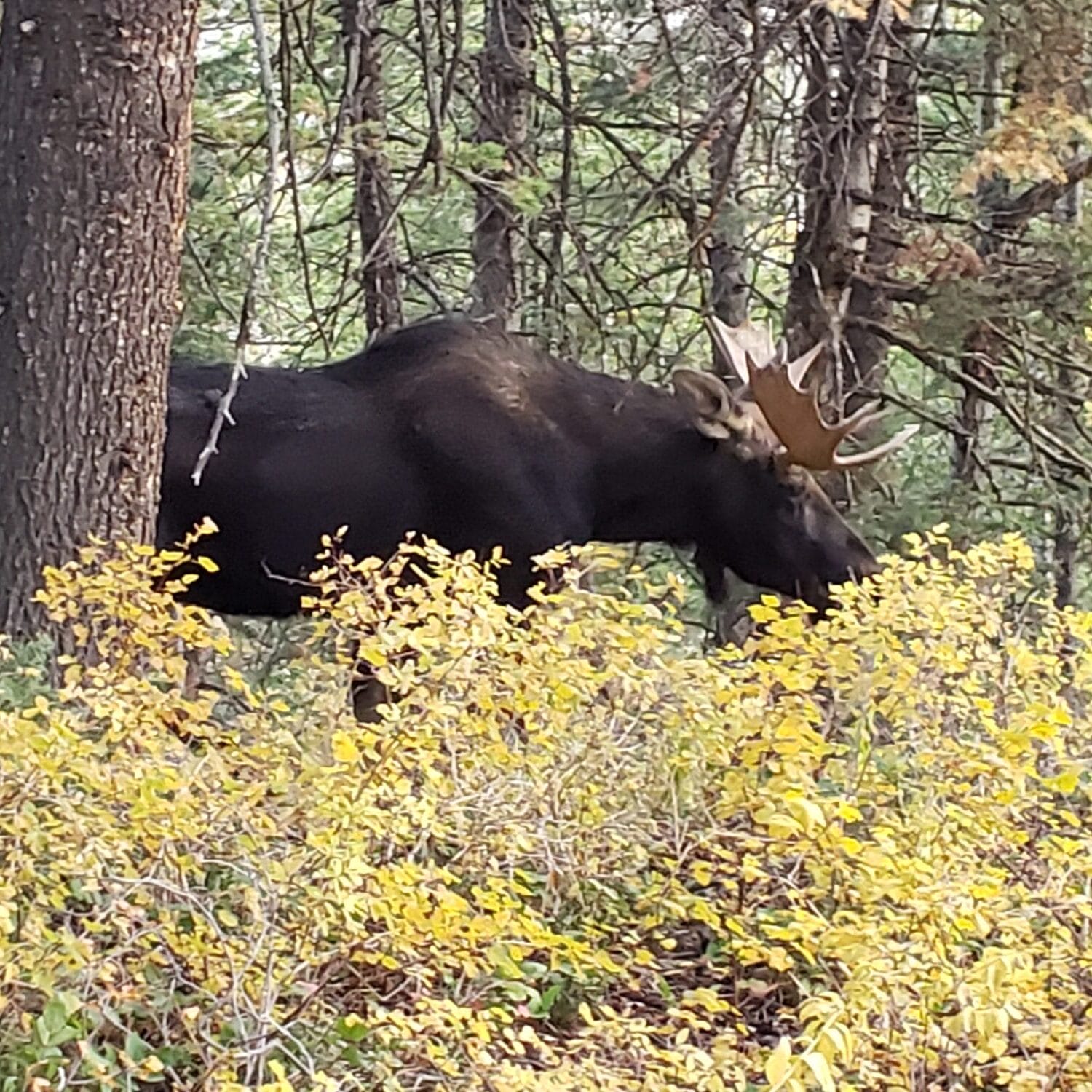 Bull Moose 2