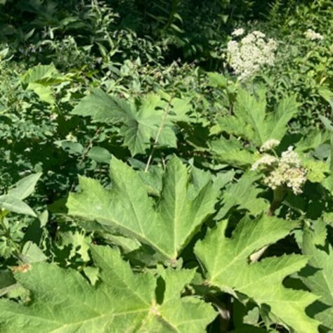 Cow Parsnip