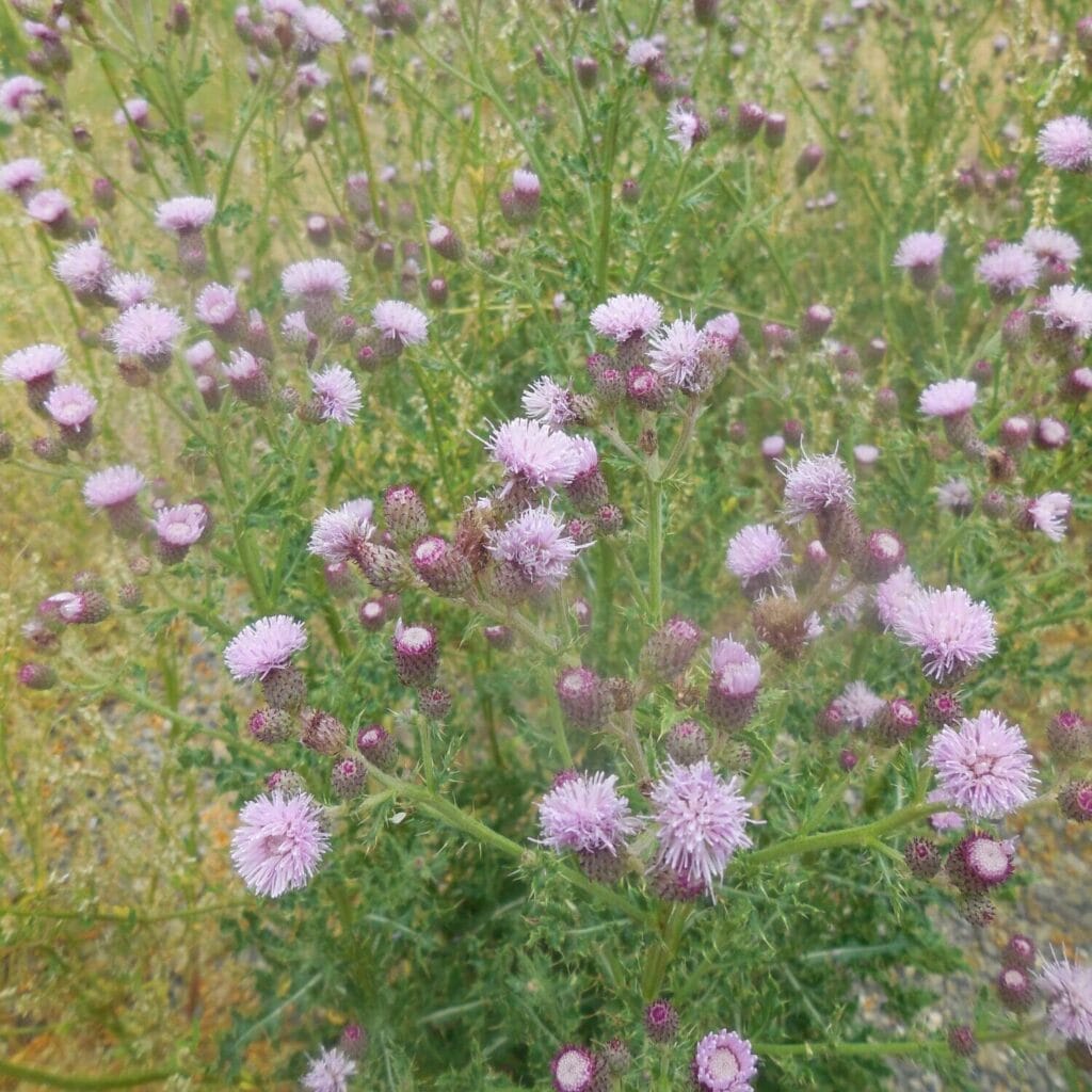 DSCN1289 Canada Thistle kmosbruger