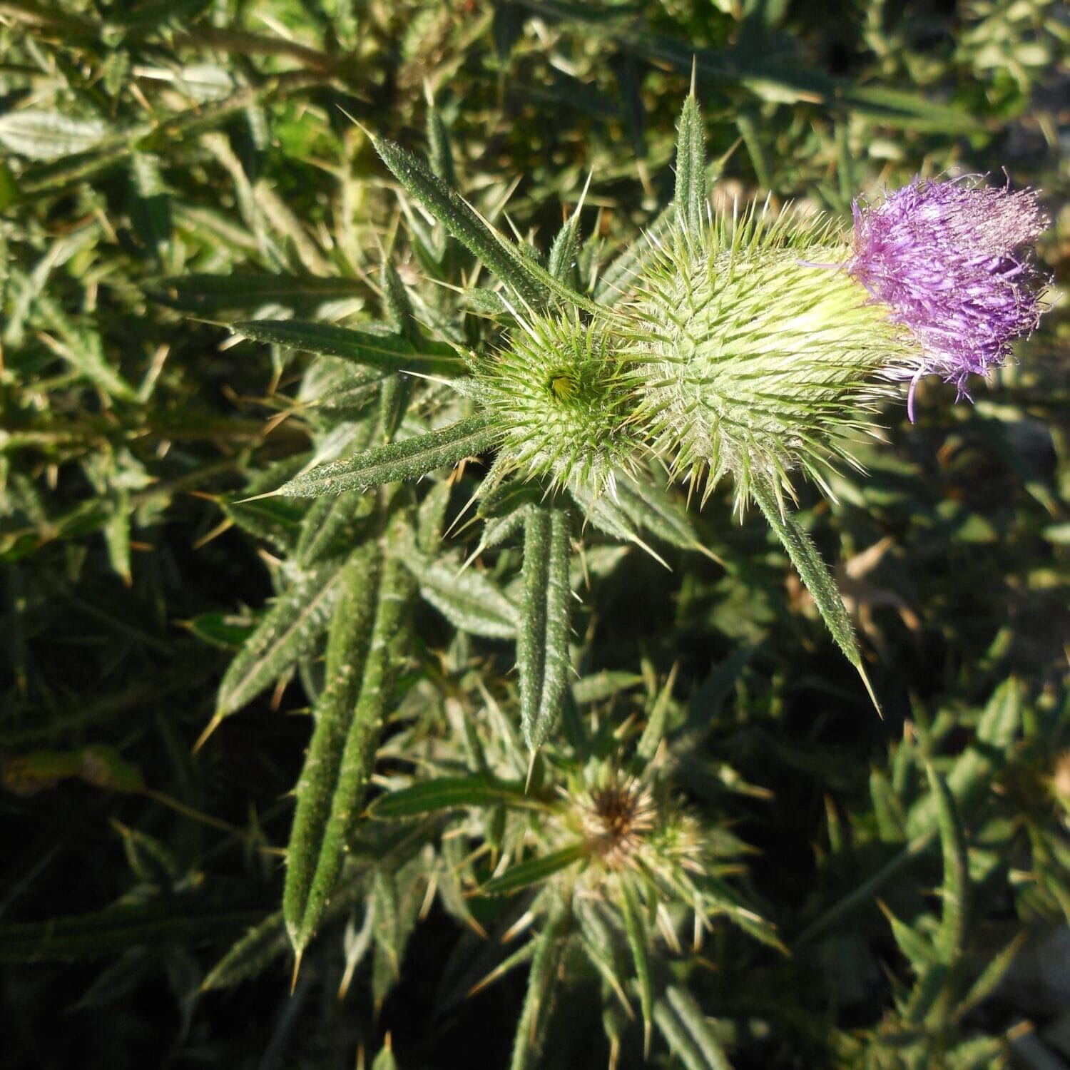 DSCN6673 Bull Thistle kmosbruger