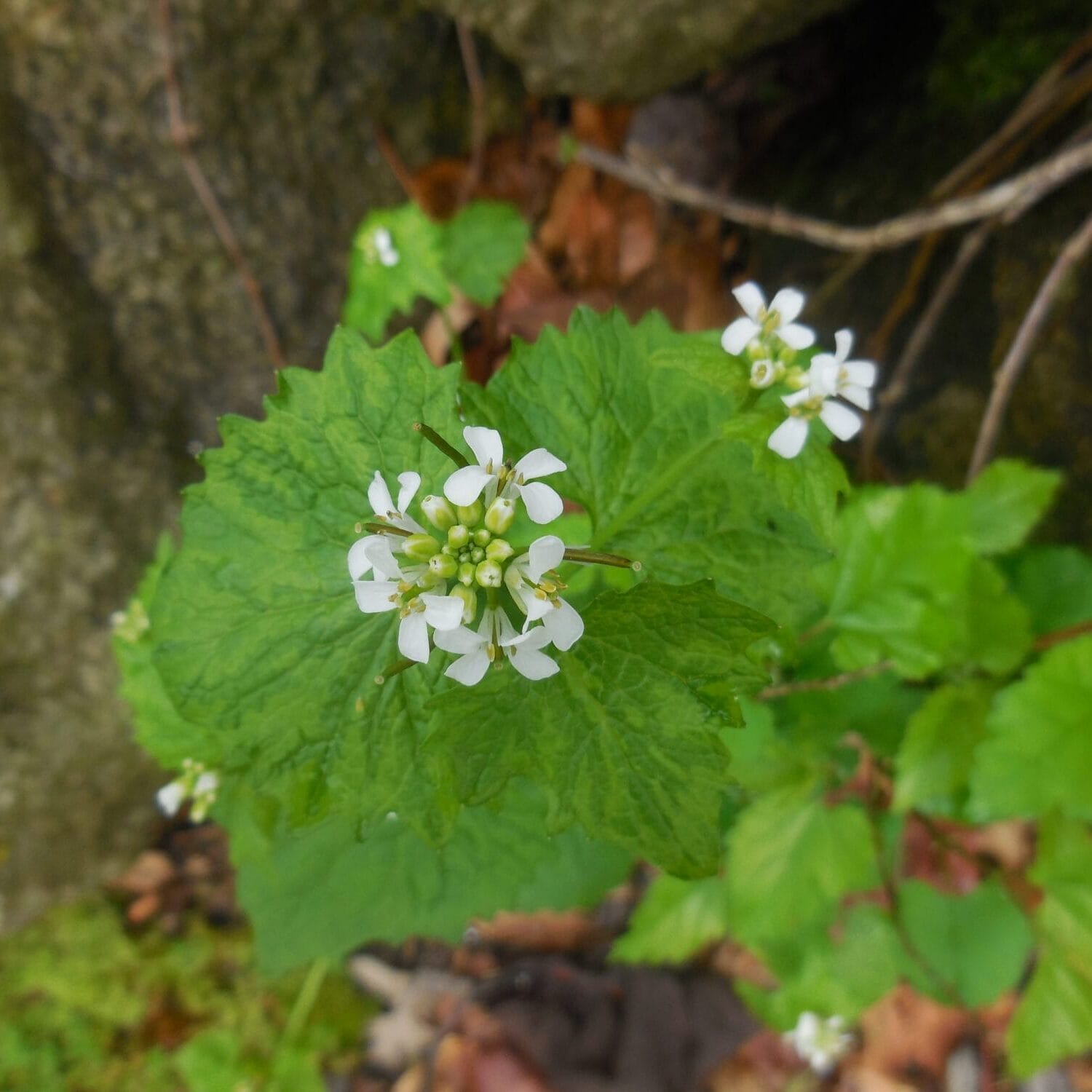 DSCN8741 Garlic Mustard kmosbruger