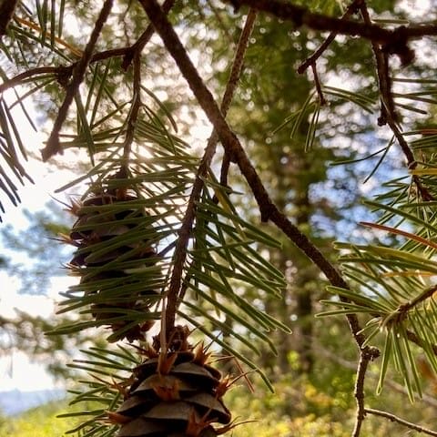 Douglas Fir Cones