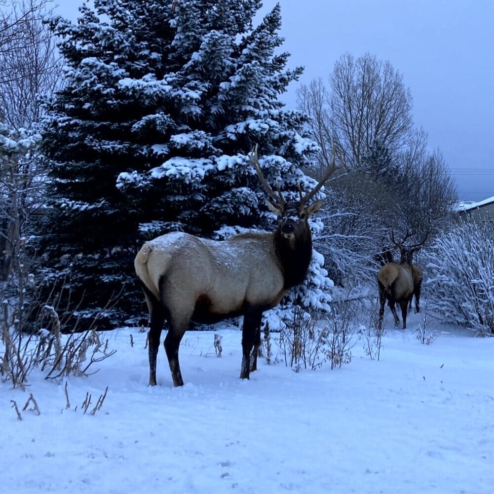 Elk2