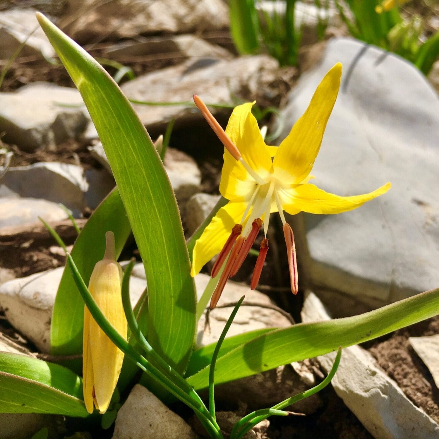 Glacier Lily Yellow Avalanche Lily