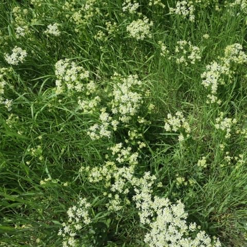 IMG 0930 Hoary Cress kmosbruger