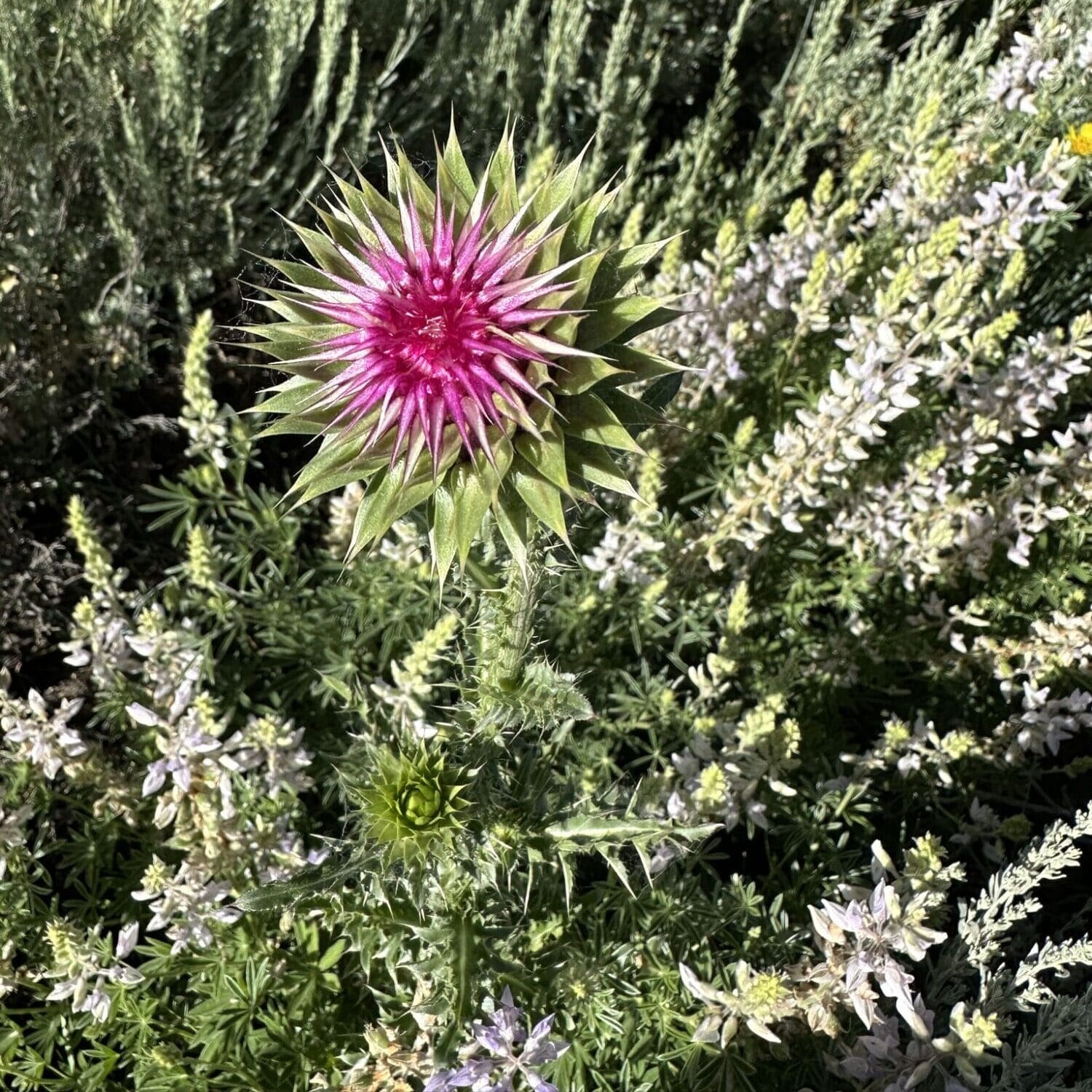 Musk Thistle 6