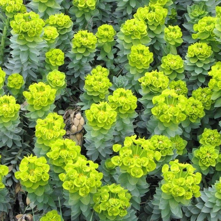 Myrtle Spurge