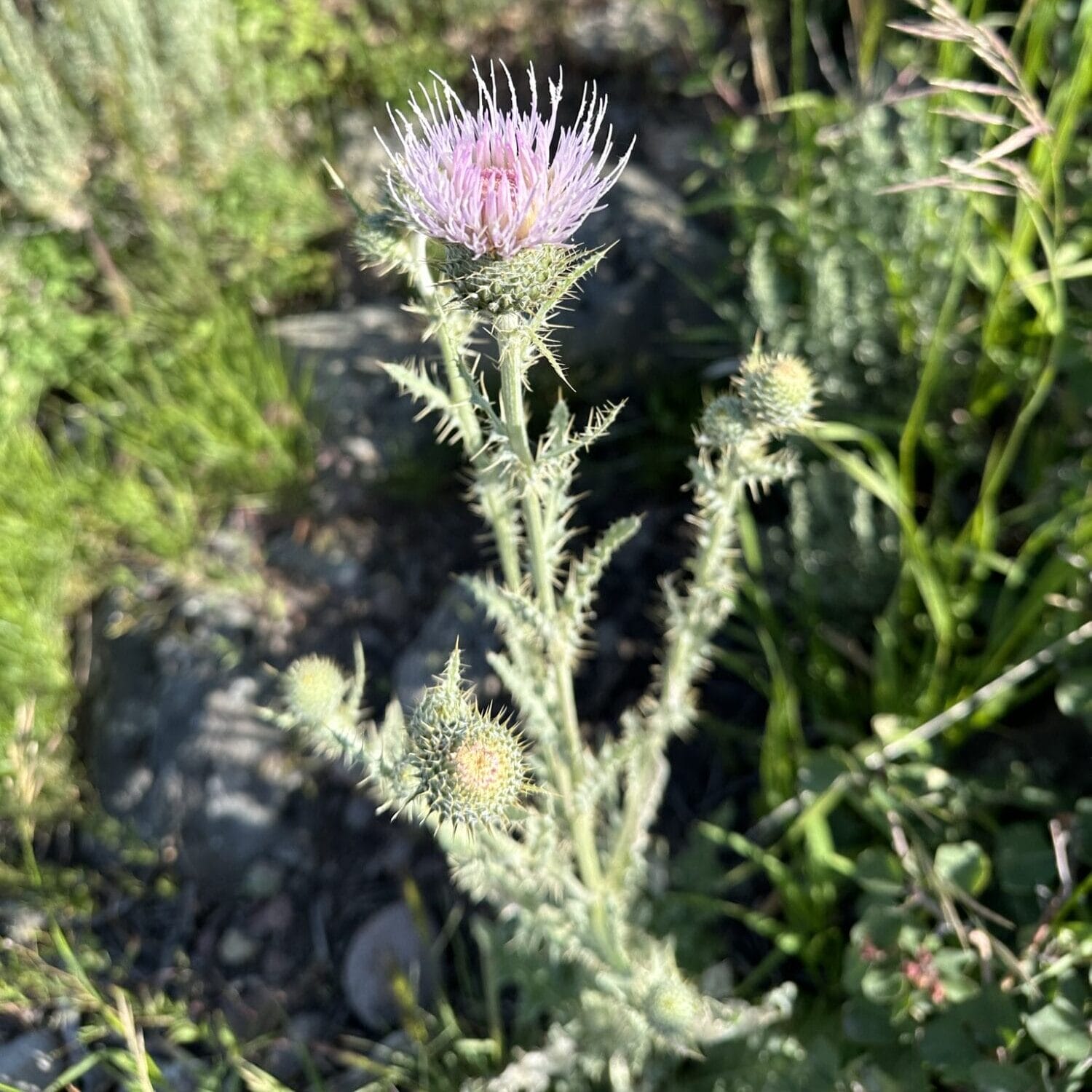 Native Thistle 7