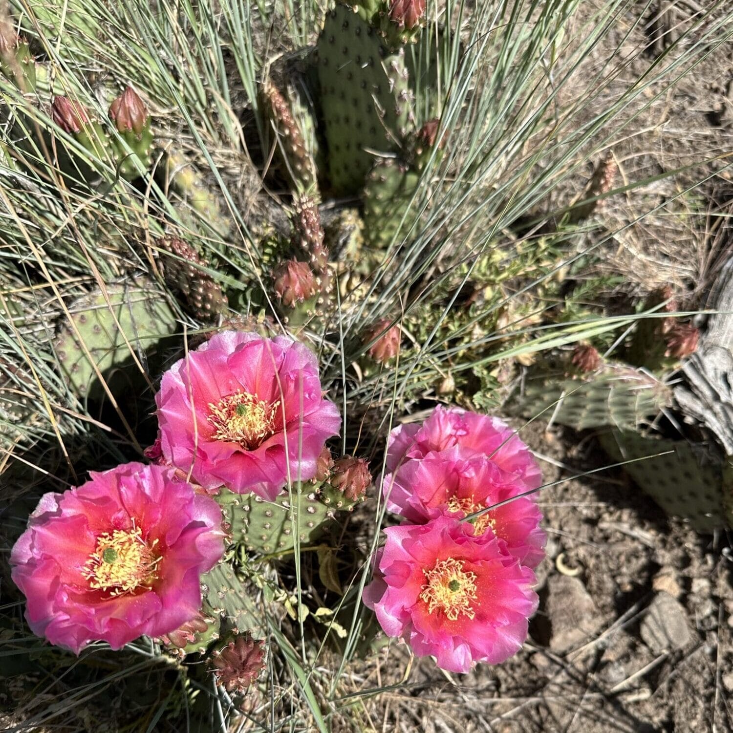 Prickly Pear 5