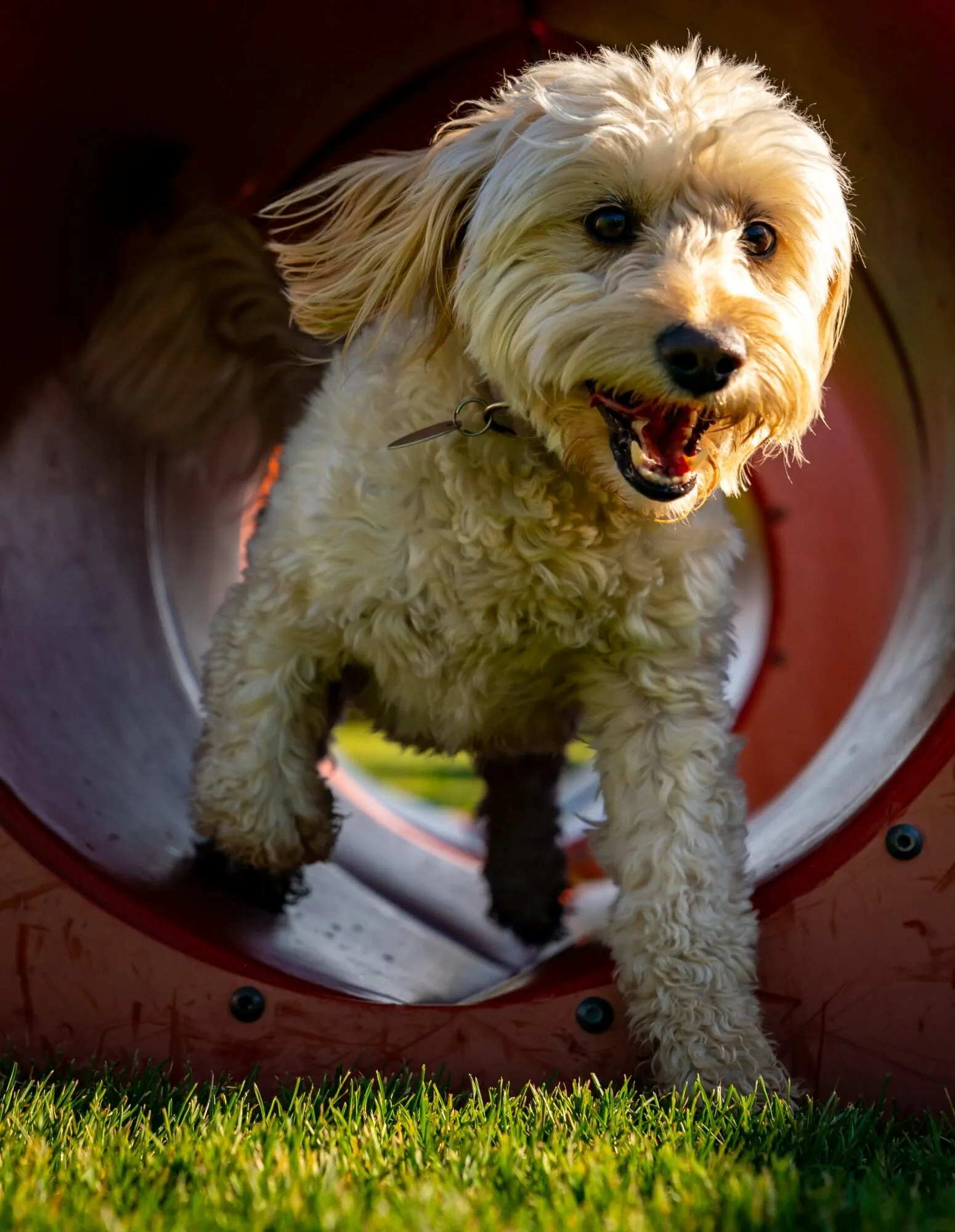  RCD2264 trailside dog park image carousel