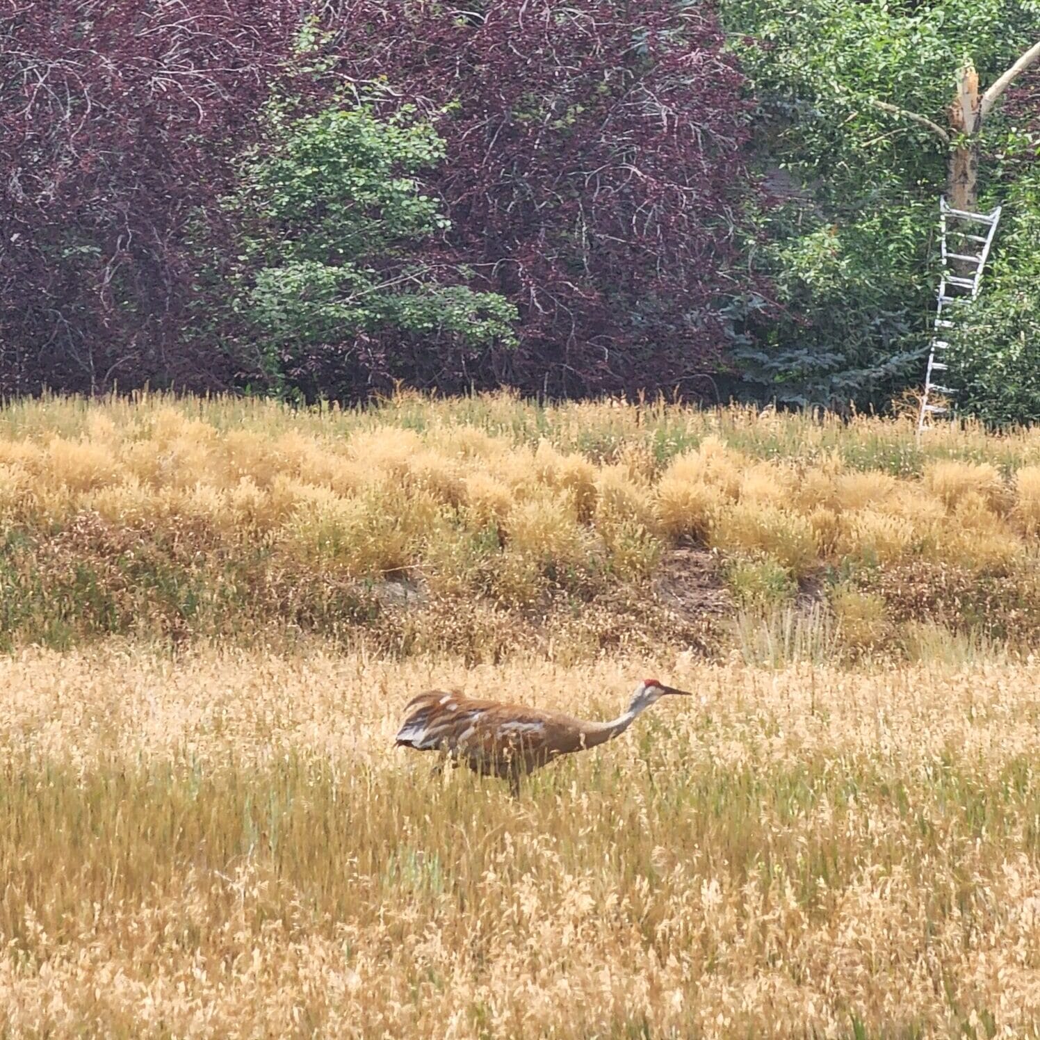 Sandhill Willow 1