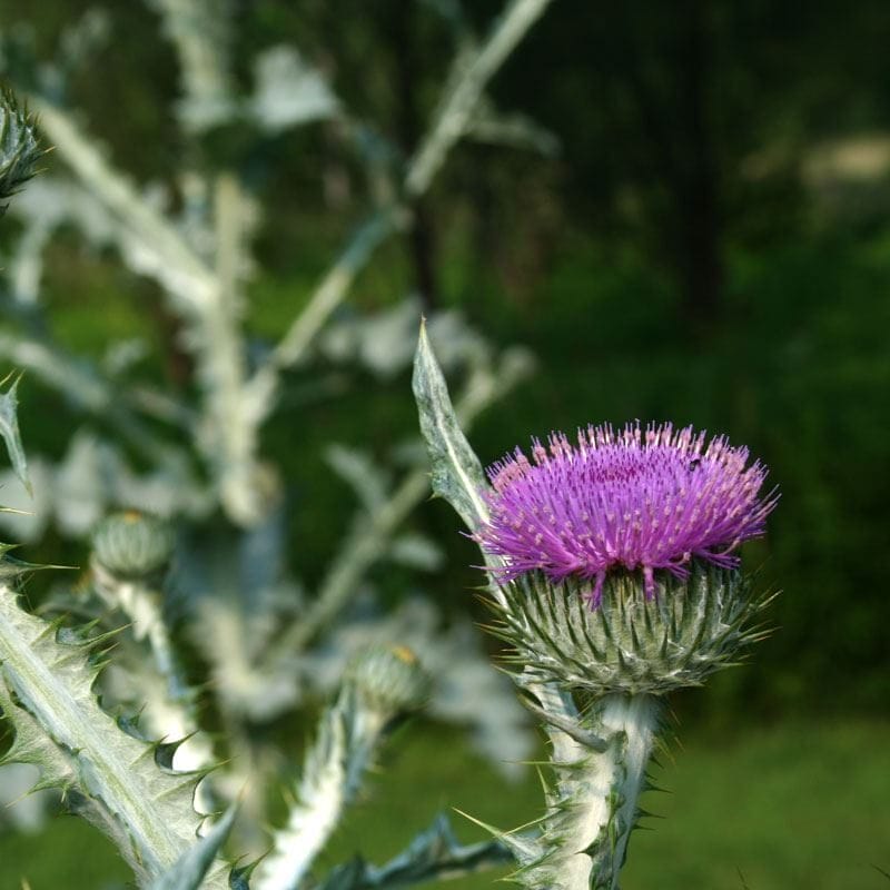 Scotch Thistle