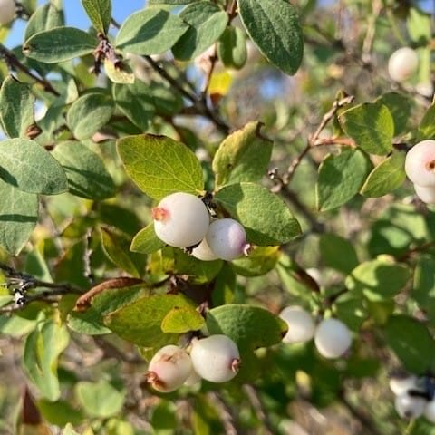 Snowberry