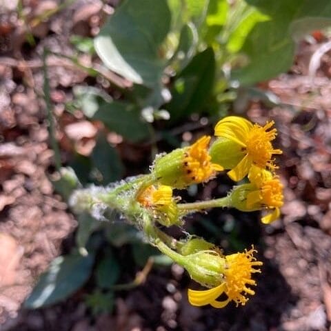 Tall Western Groundsel