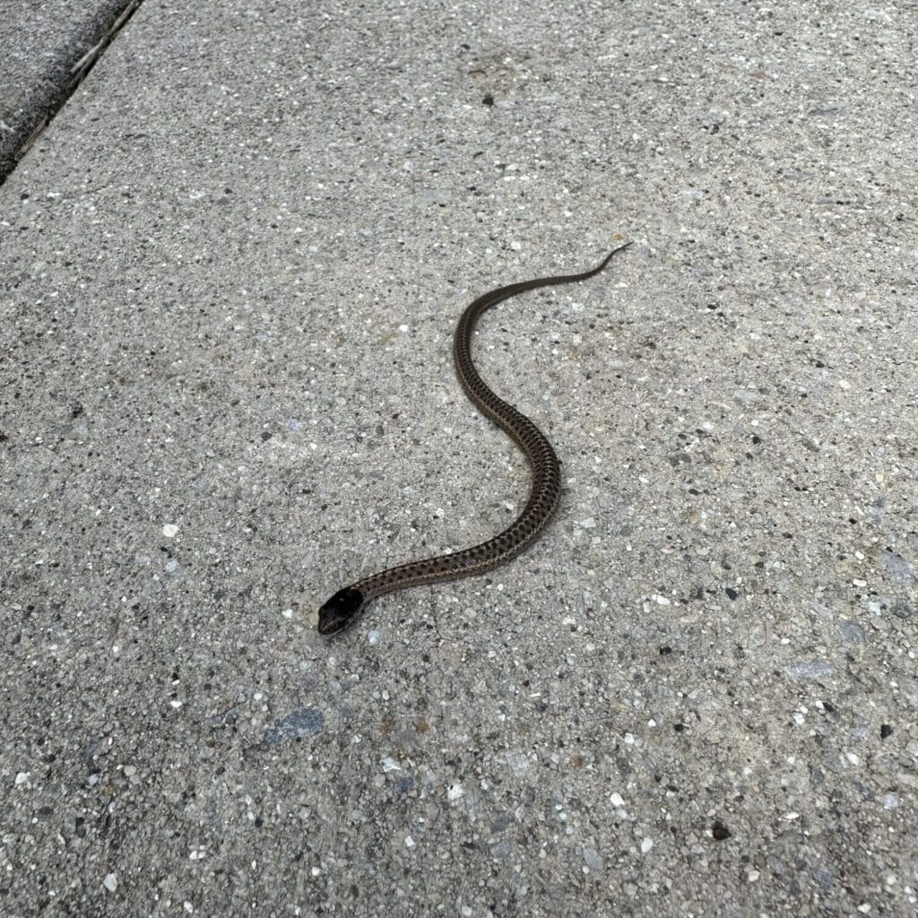 Toll Pumphouse Snake 3