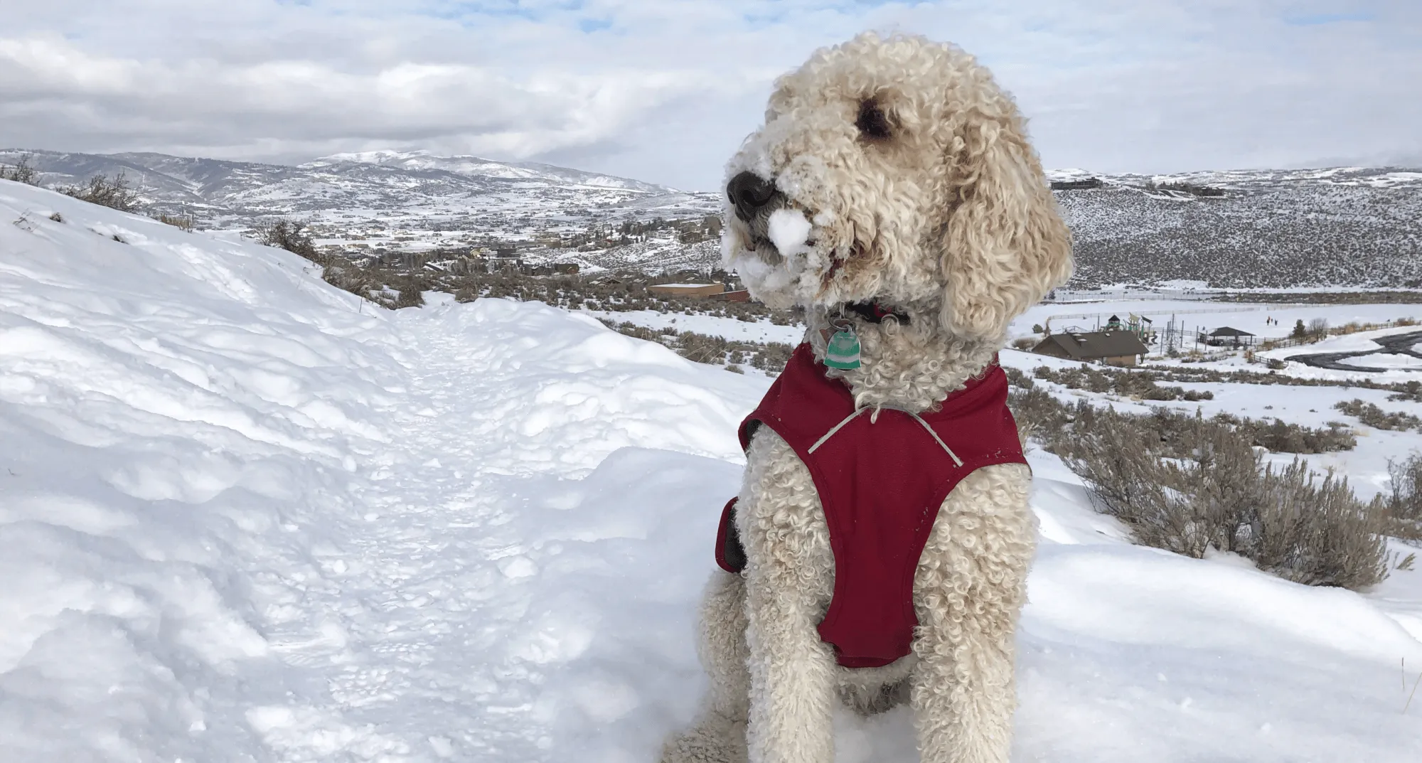 Trailside Loop dog winter column card size