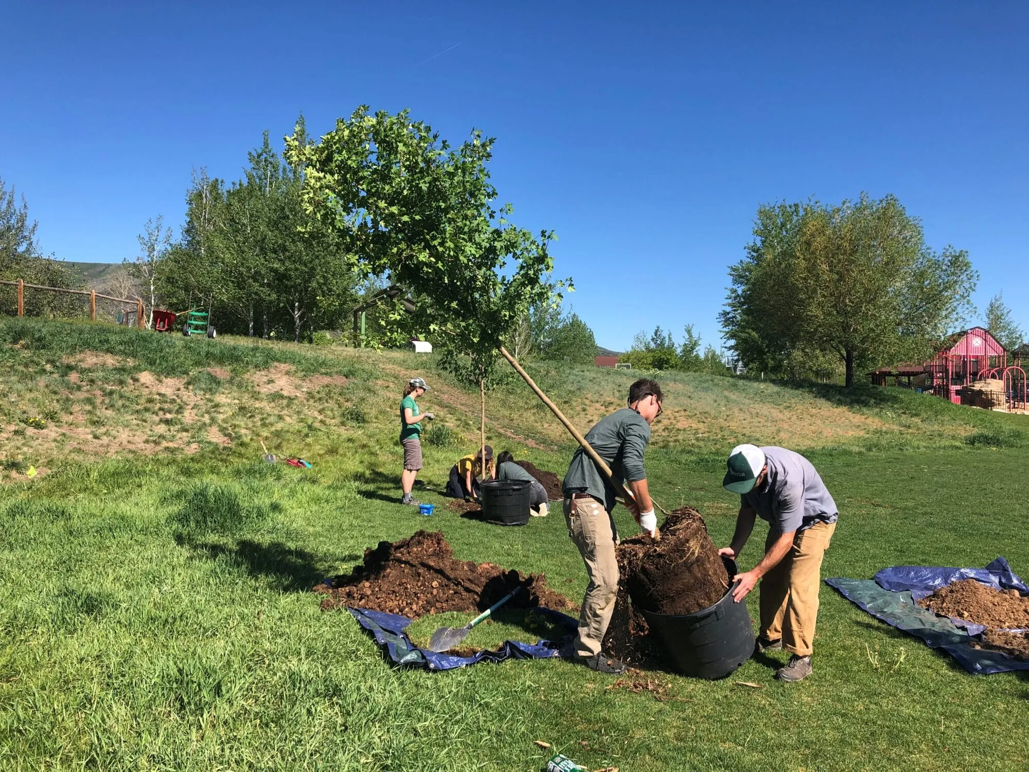 Tree Planting Willow 3