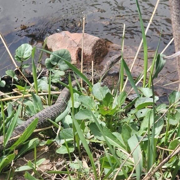 Wandering Garter Snake