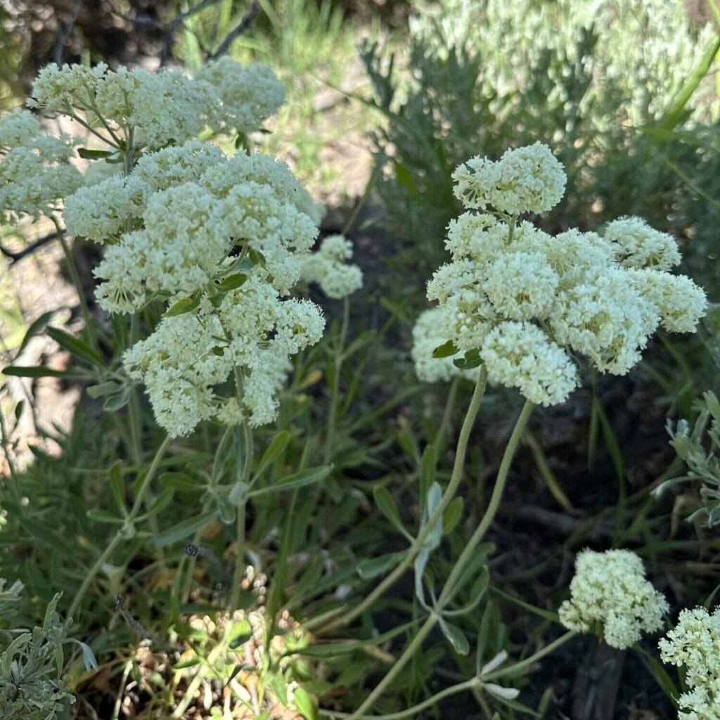 Whorled Buckwheat 1